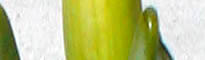daffodil stem close up