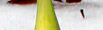 daffodil bud close up