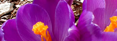 closeup of crocus, purple petals bright yellow stamen