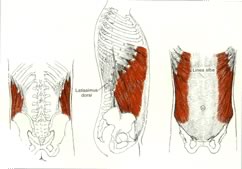 oblique muscles anatomical diagram